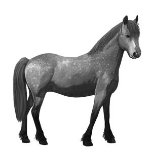 poney quarter pony gris souris