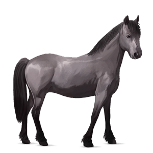 poney highland pony gris souris