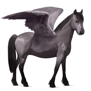 poney pégase pottok gris souris