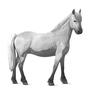 poney dartmoor bai brûlé