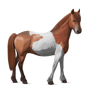 poney français de selle gris souris