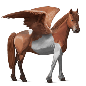 poney pégase pottok pie tobiano alezan