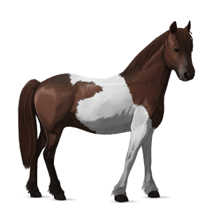 poney poney de terre-neuve noir
