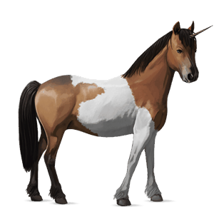 poney licorne pottok pie tobiano bai