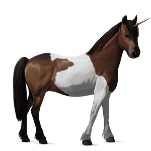 poney licorne new forest noir