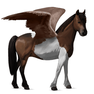 poney pégase quarter pony pie tobiano bai brûlé