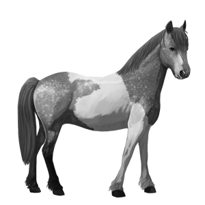 cheval de selle camargue gris clair