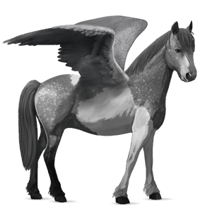 poney pégase pottok pie tobiano gris pommelé