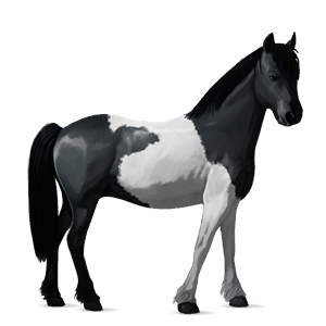 poney kerry bog noir