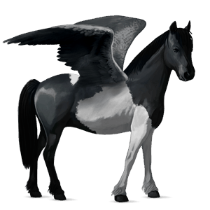 poney pégase français de selle pie noir tobiano
