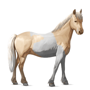 poney pottok gris pommelé