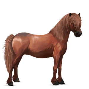 poney highland pony alezan brûlé