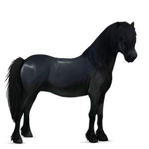 poney highland pony noir