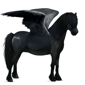 poney pégase français de selle noir
