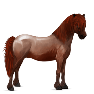 cheval de selle camargue gris pommelé