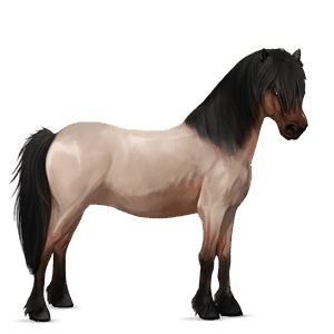 poney français de selle noir