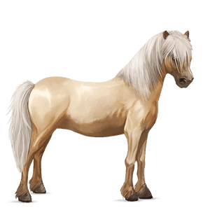 poney quarter pony bai cerise