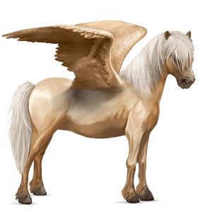 poney pégase shetland gris pommelé
