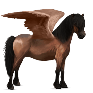 poney pégase pottok bai