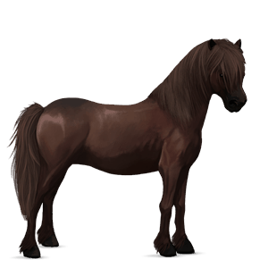 poney kerry bog bai
