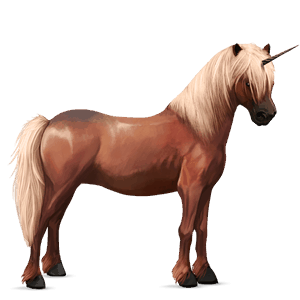 poney licorne poney de selle belge bai cerise
