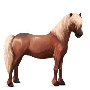 poney kerry bog alezan