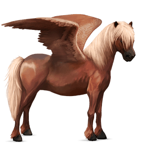 poney pégase français de selle bai brûlé