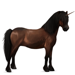 poney licorne new forest bai brûlé