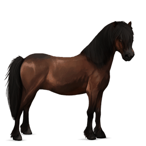 poney pottok bai brûlé