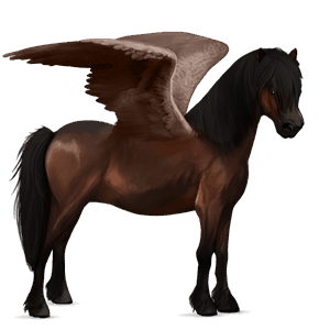 poney pégase pottok bai brûlé