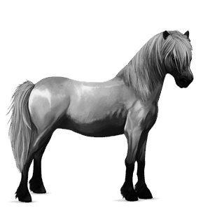 poney welsh rouan