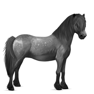 poney kerry bog noir
