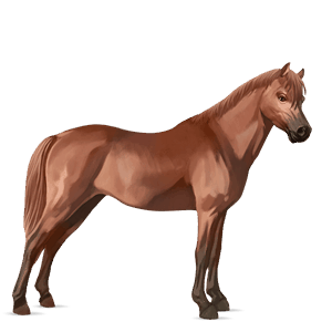 poney poney de selle belge alezan