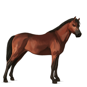 poney dartmoor bai cerise