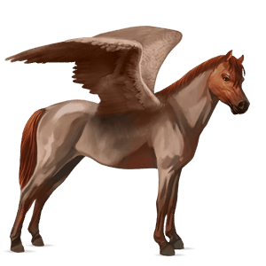 poney pégase fjord brunblakk