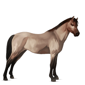 poney fjord brunblakk
