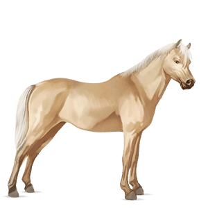 poney highland pony alezan brûlé