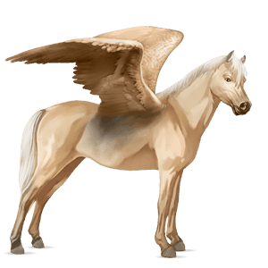 poney pégase fjord brunblakk