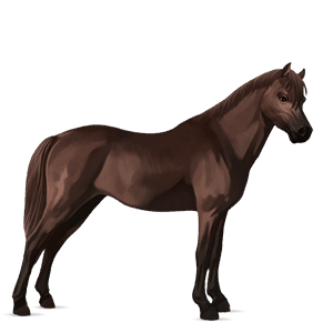 poney fjord brunblakk