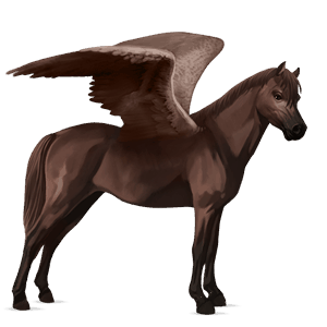 poney pégase highland pony alezan brûlé