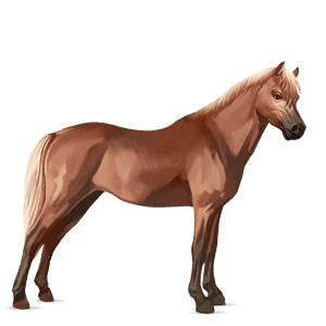 poney poney de selle belge alezan crins lavés