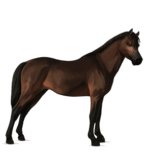 poney poney de selle belge bai brûlé
