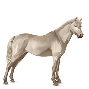 poney poney de selle belge gris clair