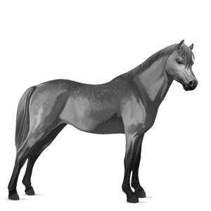 poney highland pony gris pommelé