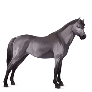 poney poney de selle belge isabelle