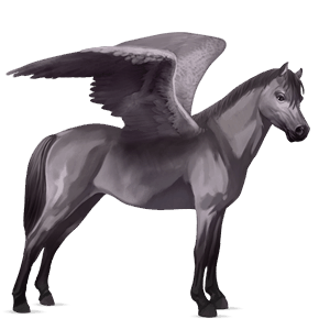 poney pégase français de selle gris souris