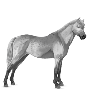 poney français de selle gris truité