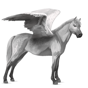 poney pégase poney de selle belge gris truité