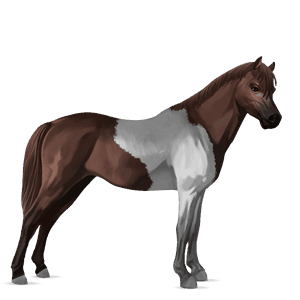 poney kerry bog alezan