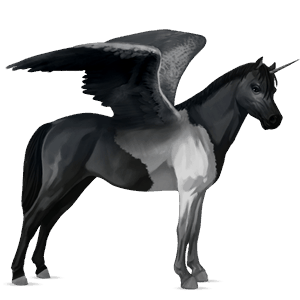 poney licorne ailé pottok pie noir tobiano